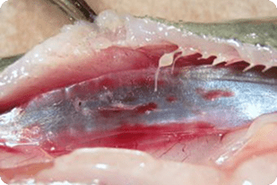 Fish disease close-up