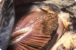 Fish disease close-up