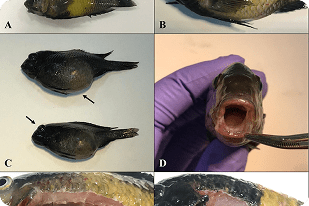 Fish disease close-up