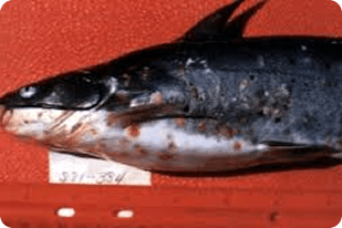 Fish disease close-up