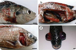 Fish disease close-up