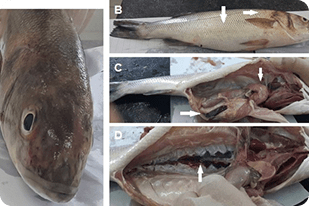 Fish disease close-up