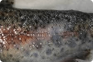 Fish disease close-up