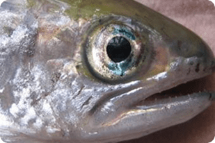 Fish disease close-up