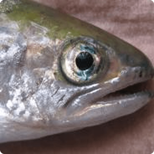 Blue Eye in Rainbow Trout