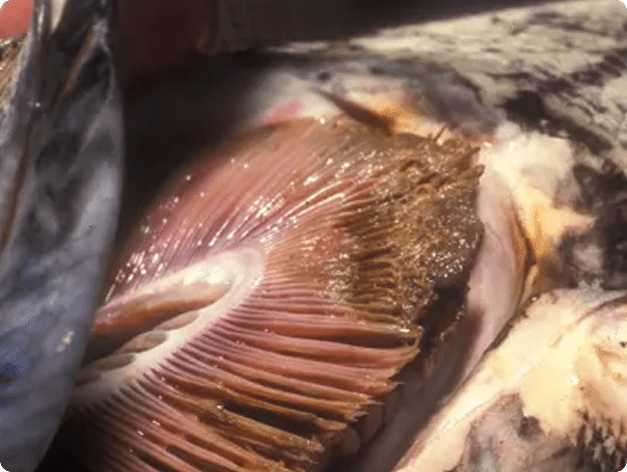 Gill Necrosis Due to Columnaris in Chinook Salmon