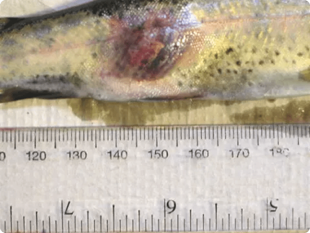 Red patch caused by Aeromonas infection