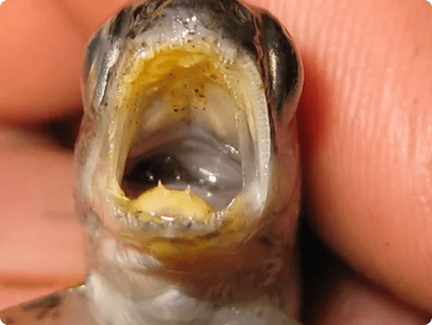 Yellow Discoloration Due to Heavy Columnaris Infection