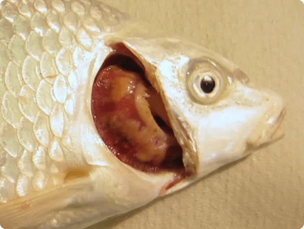 Yellow Discoloration of Gills Due to Heavy Flavobacterium columnare Infection in Koi Carp