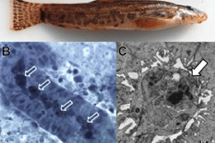 Fish disease close-up