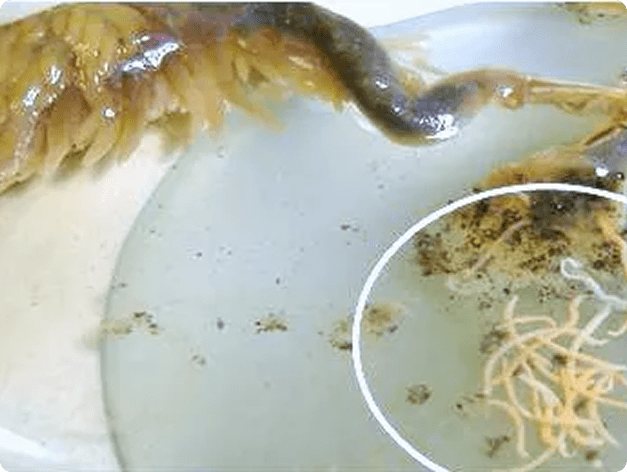 Adult Acanthocephalans from Fish Gut