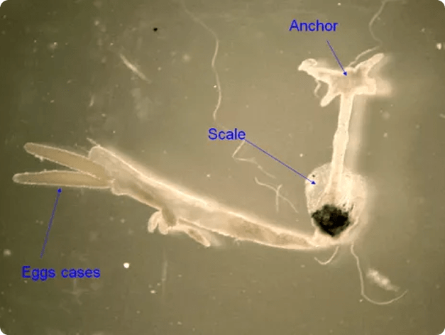 Adult Anchor Worm with Main Parts Annotated