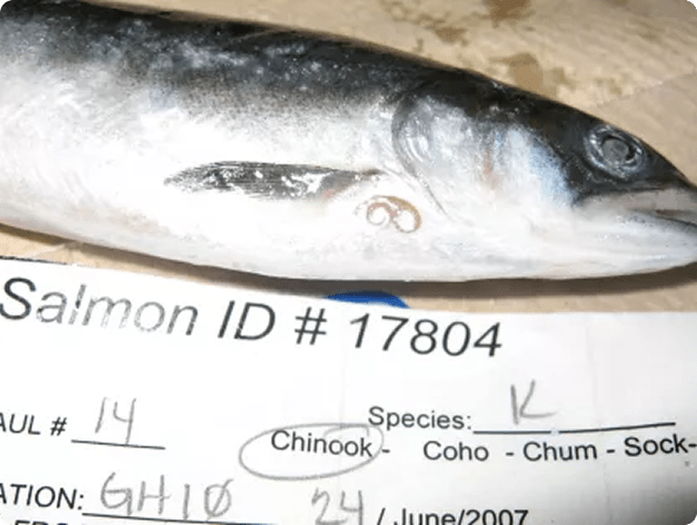 Adult Anisakis Nematode in Skin of Fish