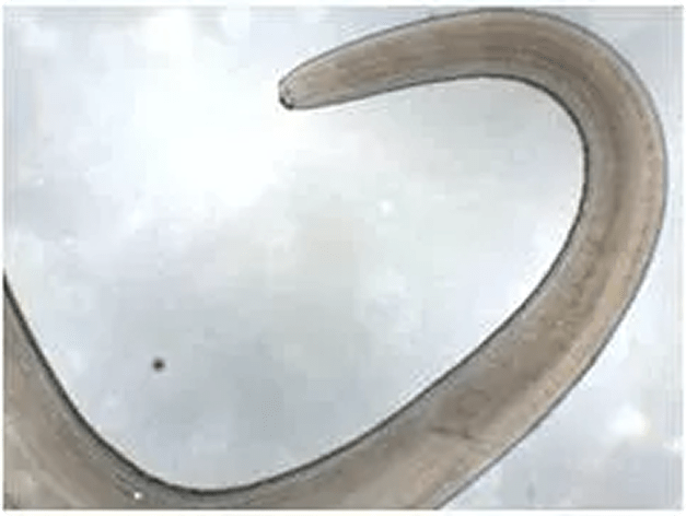 Adult Anisakis simplex Nematode