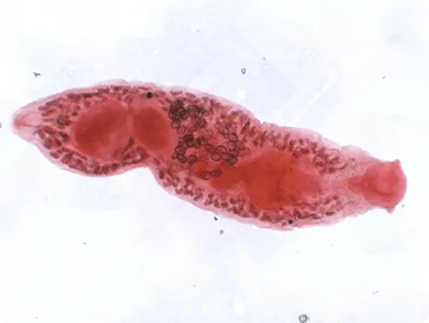 Adult Crepidostomum Fluke