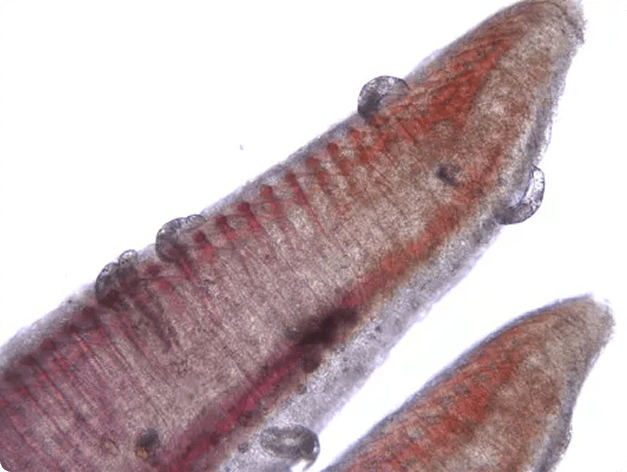 Adult Dactylogyrids on Gill Filaments