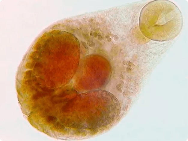 .Adult Nanophyetus Fluke Showing Suckers and Internal Structures