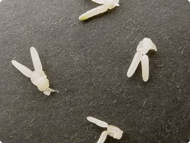 Adult Salmincola Removed from Surface of Fish