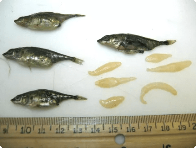 Adult Schistocephalus Flukes Dissected from Threespine Sticklebacks