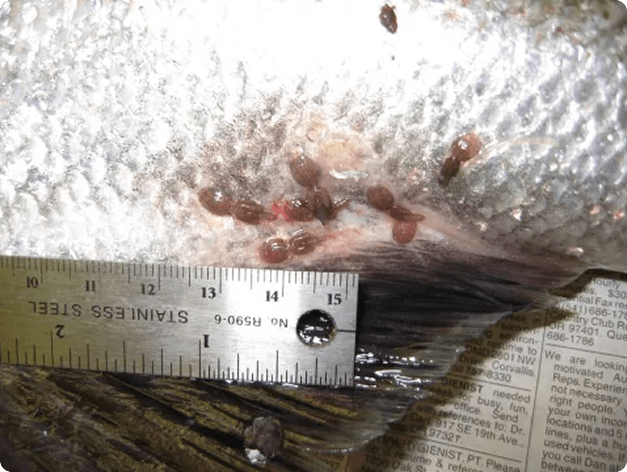 Adult Sea Lice on Fish Skin