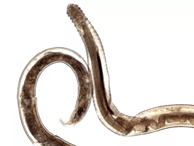 Adult Spinitectus Nematode