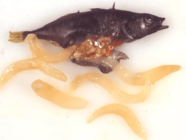 Adult Threespine Stickleback with Dissected Schistocephalus Flukes