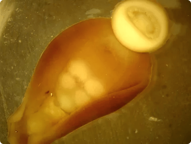 Adult Trematode from Gill of Sturgeon