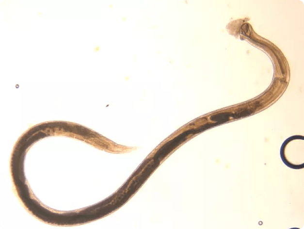 Adult Truttaedacnitis Nematode