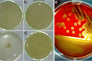 Fish disease close-up