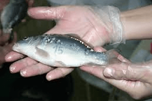 Fish disease close-up