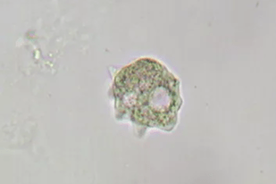 Fish disease close-up