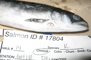 Fish disease close-up