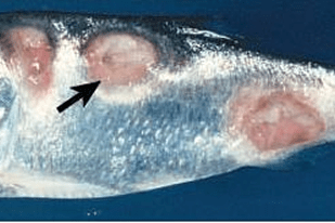 Fish disease close-up