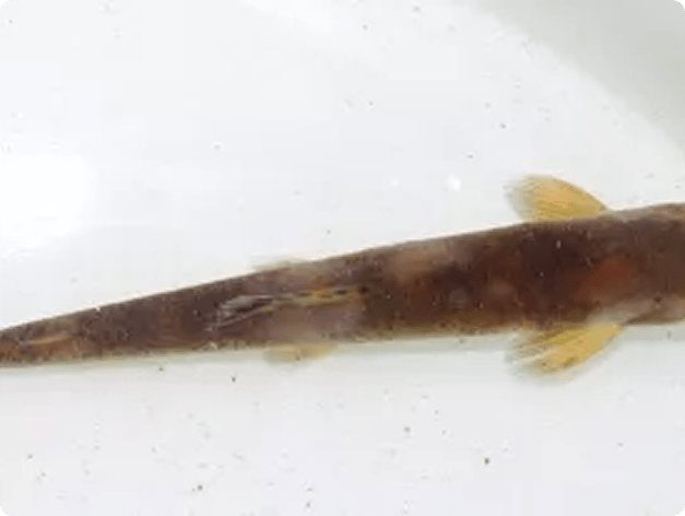 Apiosoma