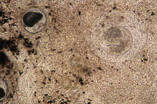 Fish disease close-up