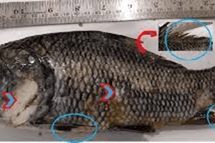 Fish disease close-up
