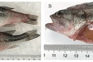 Fish disease close-up