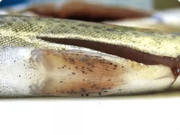 Black Spots on Fin are Neascus