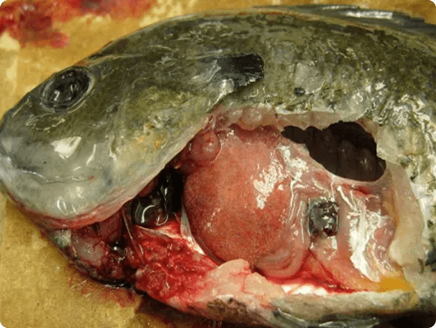 Bluegill with Heavy Infection of White Grub in Its Live