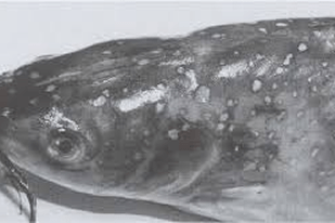 Fish disease close-up