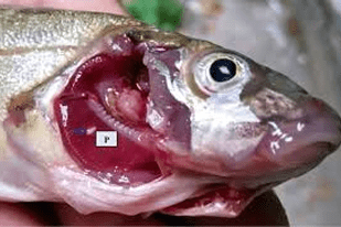 Fish disease close-up