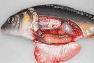 Fish disease close-up