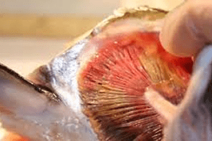 Fish disease close-up