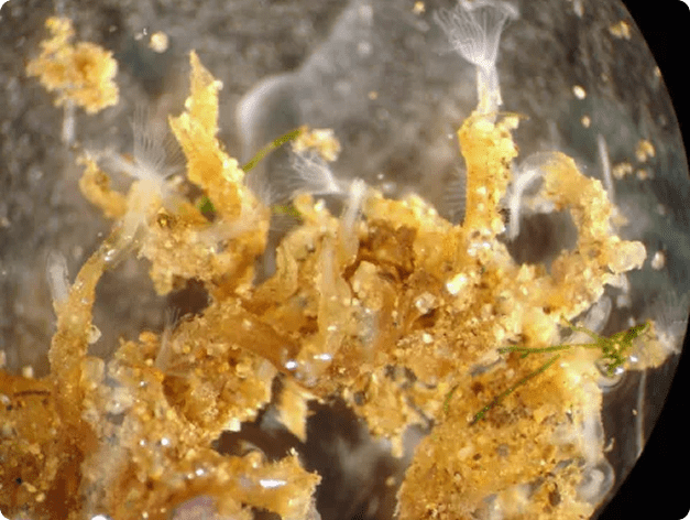 Fish disease close-up