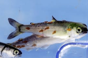 Fish disease close-up
