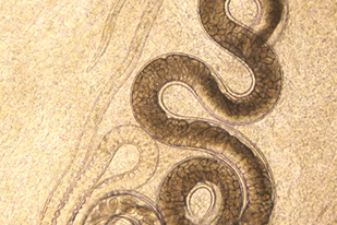 Fish disease close-up