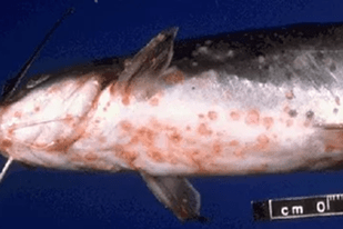 Fish disease close-up