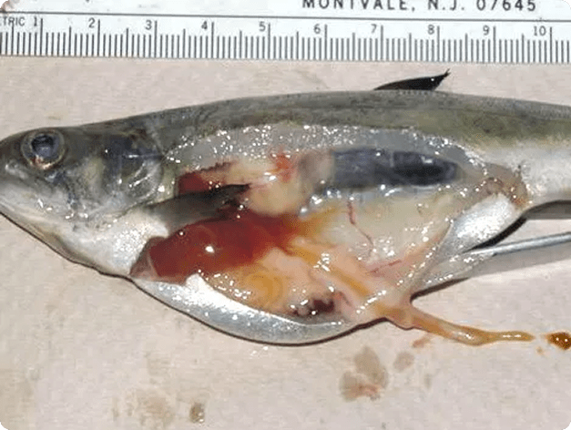 Chinook salmon with inflamed kidney due to BKD