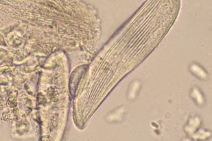 Fish disease close-up