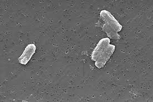 Fish disease close-up